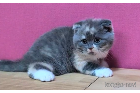 成約済の東京都のスコティッシュフォールド(折れ耳)-101394の4枚目